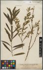 Foto von Salix purpurea L.